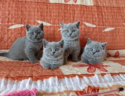 4 британских котят ищут новый дом. 3 девочки и 1 мальчик родились 6.12.23. Мама и папа имеют паспорта. image 0