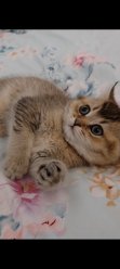 Продам британского котёнка девочка 2.5. Очень милая красивая: )