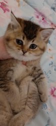 Продам британского котёнка девочка 2.5. Очень милая красивая: ) image 1